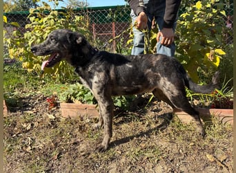 Zecco- ein Wundervoller Hundejunge sucht ein Zuhause