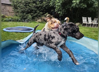 Exquisit Bulladors (Labrador, English Bulldogge)mit vollen Papieren, Ahnentafeln, Gesundheitszeugnis