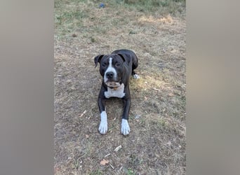 Bene, Staffordshire Terrier, geb. 2025, su. aktive Menschen, gerne mit Rasseerfahrung