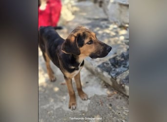 Jutta - unsere kleine Strandprinzessin sucht ihr Für-immer-Zuhause!