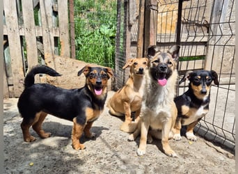 Kleine Riva sucht eine Familie