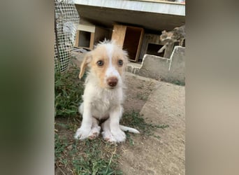 Sunny – kleines Hundemädchen sucht ihr Glück