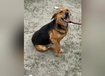 Tobi, geboren 01.04.2020, 40cm sucht sein Körbchen