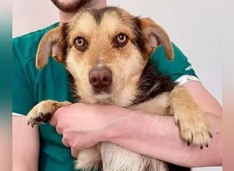 Robin - freundlicher, ruhiger, katzenverträglicher Dackel-Terrier-Mix Rüde / z.Zt. noch in Rumänien