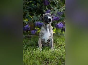 Whippet Welpen
