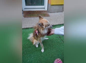 Foxy-SR, Sonnenanbeterin sucht Zuhause!