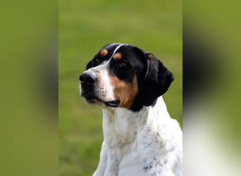 Olaf, große Schönheit, ca. 2 Jahre, 67 cm, 35 kg *in 34128 Kassel*