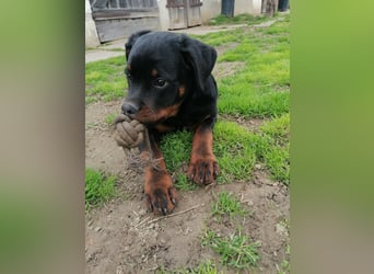 Axel, sucht eine aktive Familie….