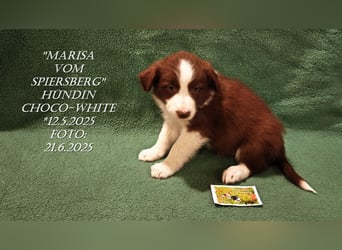 Border Collie-Welpen , black-,choco-,red-white und red-,black-merle