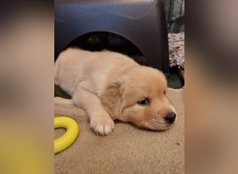 Wunderschöne Labrador-Mix Welpen