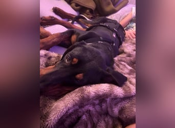 Brandlbracken Mix * BOBBY * wartet in PLZ 75428 auf Besuch