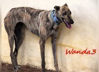 Wanda3 geb. 11/2023 (ESP) - menschenbezogene, hübsche Galga!