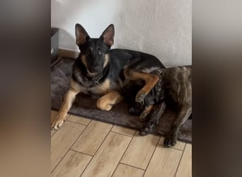 Lieber Schäferhund Rüde
