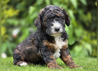 Cavapoo welpen