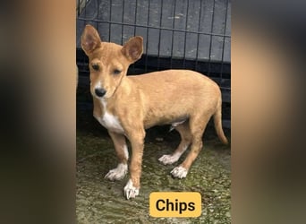Chips, Pinscher/ Dackel Mix, geb. 4/ 2025 verspielter Welpe