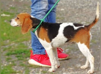 Gina, Beagle