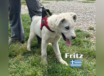 Fritz,geb.02/25,griech.Schäferhundrüde sucht seine Familie