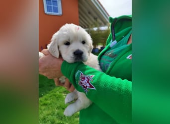 Golden Retriever Welpen