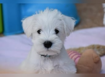 Zwergschnauzer Rüde weiß
