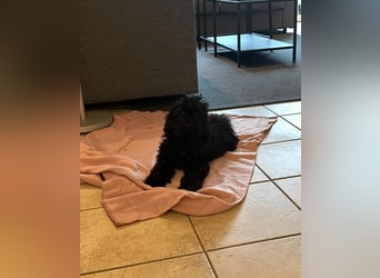 Wunderschöne Mini/Medium Goldendoodle Hündin in schwarz-braun zu verkaufen 6 Monate alt max.38cm
