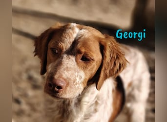 Georgi 05/2023 (ESP) - aufgeweckter und verschmuster Bretonischer Spaniel!