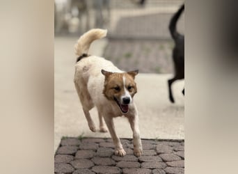 Adel – für Menschen, die lieber einen Hund richtig lieben als zwei halb“