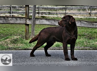 Labrador Welpen in der Farbe chocolate und blond vom Züchter
