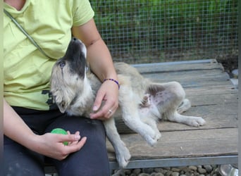 Gut gelaunter FRITZI ist ein charmanter und lustiger Hundebub