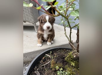 Mini Australien Shepherd Welpen suchen Traumzuhause