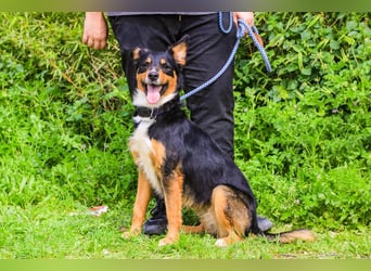 Jackie, Mix Jack Russel Terrier / Border Collie
