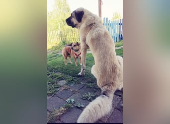 ♥ADELE♥ auf Pflegestelle bei Köln - süße kleine, noch etwas vorsichtige Hündin 41 cm