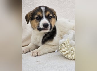 Nathan, einer von 7 süssen Hundebabys