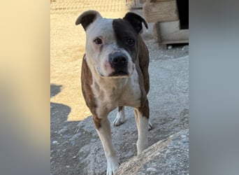 Momo ❤️ loyal, verschmust sucht Zuhause!