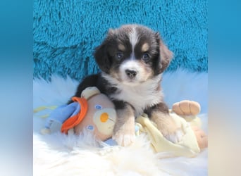 Super schöne Miniature Australian Shepherd Schmusebärchen aus liebevoller Hausaufzucht .