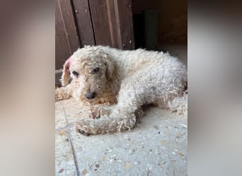 Billy, Puli-Mix, Rüde, geb. am 01.09.2017, 40 cm, 14 kg