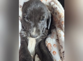 Reacher - tapferer Hundejunge
