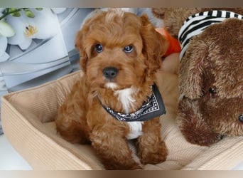 Wunderschöne Cavapoo Welpen F1 (Toypudel/Zwergpudel + Cavalier King Charles Spaniel) mit Ahnentafel