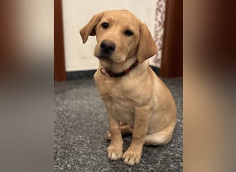 Labrador Welpen