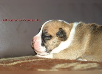 Continental Bulldogs vom Zwieseltal