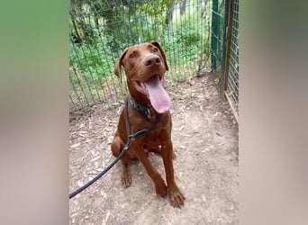 Pepito junger Doberman