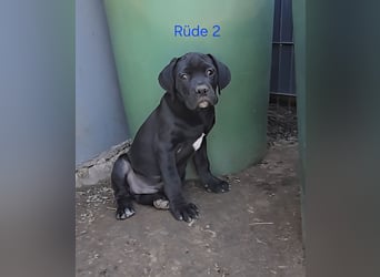 Presa Canario x Cane Corso