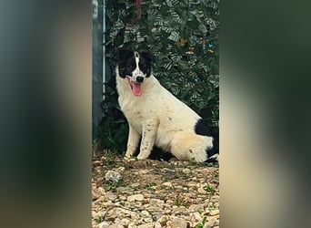Ringo sucht seine Menschen