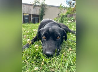 Emilija Fröhliche Labrador-Mischlingshündin sucht ihr Für-immer-Zuhause