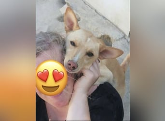 Nico , ein toller Familienhund