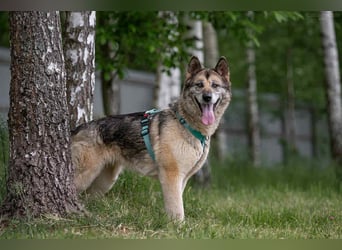 Soziale Lada sucht liebevolles Zuhause