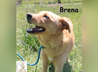 Brena - Sanftmut im weichen Fell