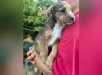 Patrik, geboren 10.04.2025, 24cm sucht seine Chance