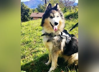 Husky-Mix Arci sucht seine liebe Familie