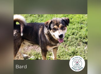 Bard: süßes Kraftpaket