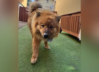 Poldi SR - Sanfter Kuschelfreund sucht ruhiges Zuhause